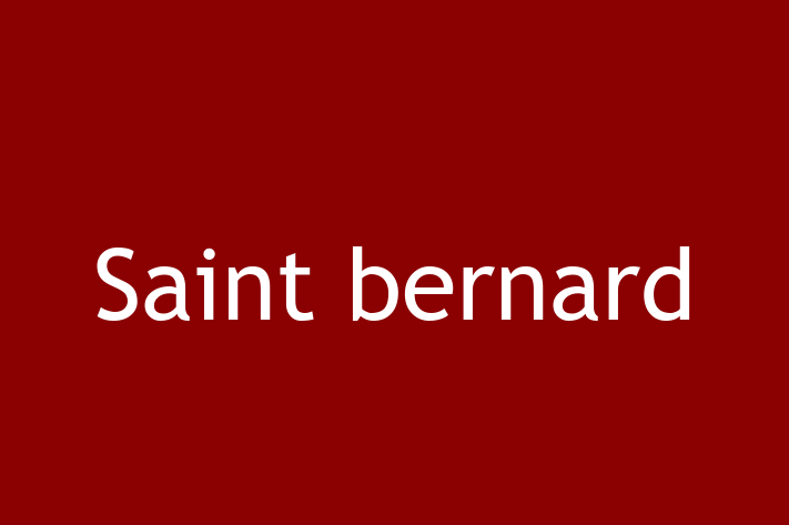 Saint bernard Câine Pregtit pentru o Cas in Cantemir