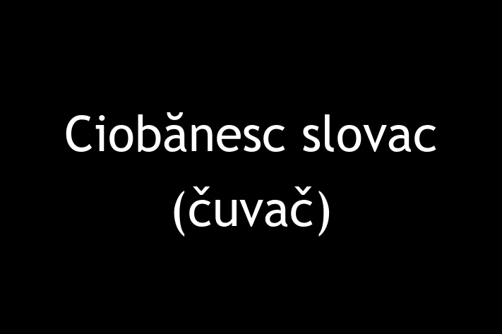 ntlnete Noua Ta Ciobnesc slovac uva Câine in Tiraspol