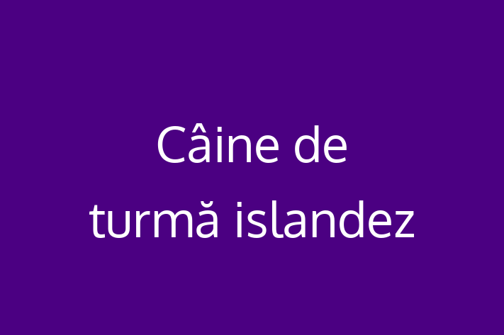 Câine de turmă islandez de 2 ani caută o casă, Preț: 2,500.00 Lei. Contactează Roxana la (021) 784427.