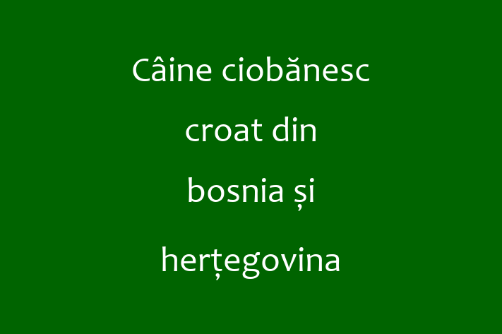 Cine ciobnesc croat din bosnia i heregovina Câine Disponibil Acum in tefan Voda