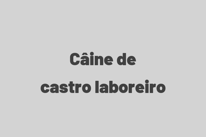 Adopta un Câine de castro laboreiro Câine in Bli