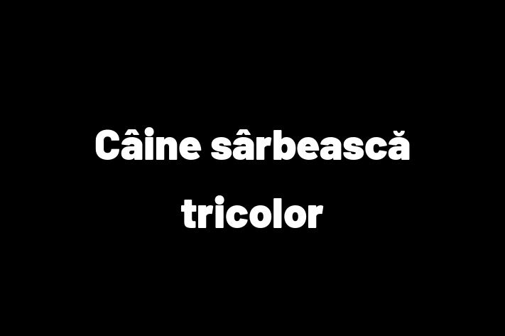 Adopta un Câine srbeasc tricolor Câine Prietenos in Bender