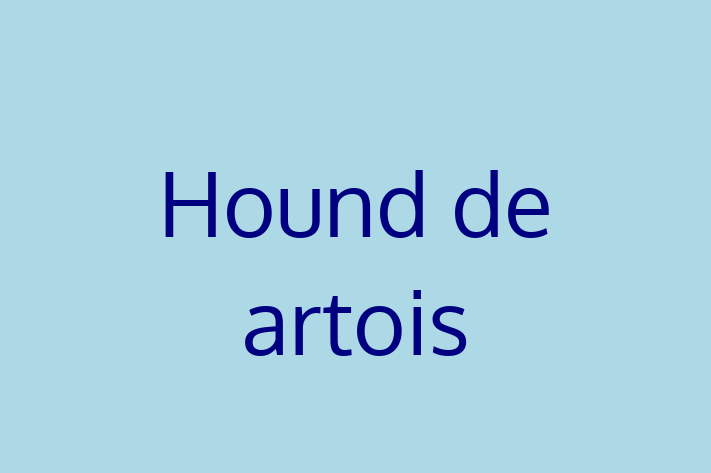 Adopta un Frumos Hound de artois Câine in Bli