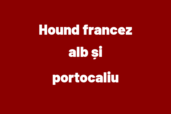 ntlnete Noua Ta Hound francez alb i portocaliu Câine in Sngerei