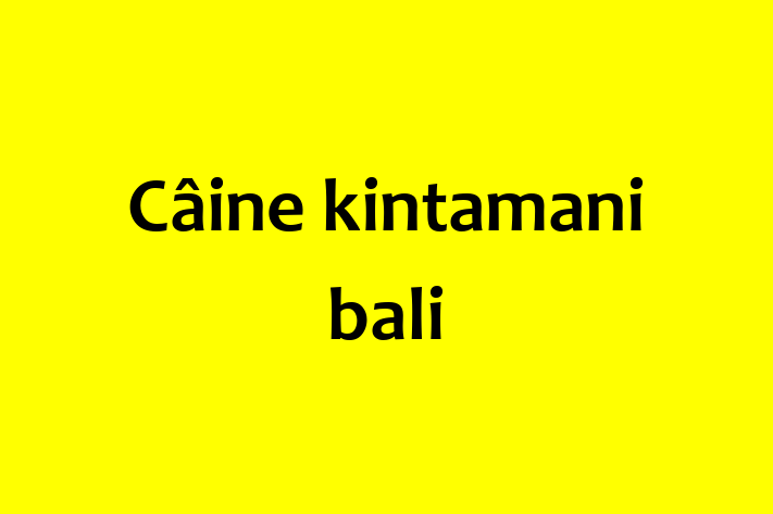 Adopta un Frumos Câine kintamani bali Câine in Cimilia