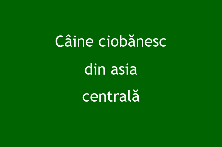 Adopta un Câine Cine ciobnesc din asia central Disponibil in Glodeni