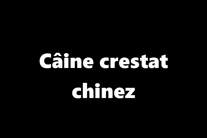 Al nostru Câine crestat chinez de 11 luni este sănătos, energic și amuzant și gata pentru o casă nouă. Disponibil pentru 800.00 Lei.
Contactează Ana la (0236) 651320.