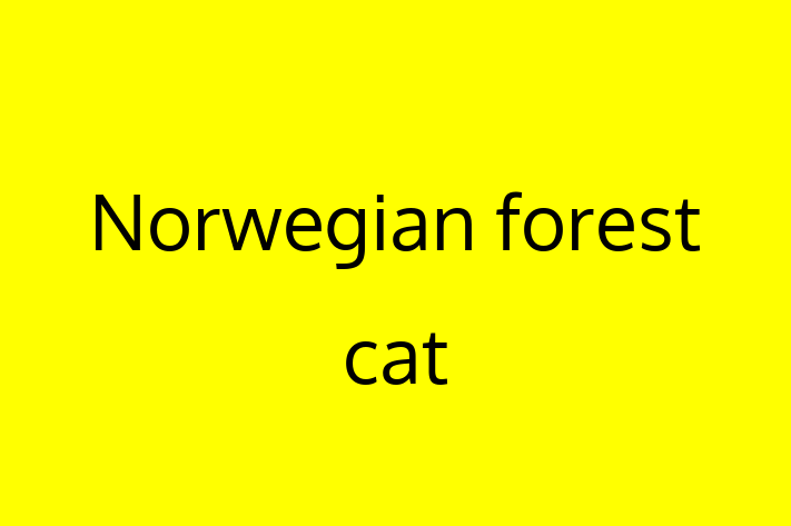 ntlnete Noua Ta Norwegian forest cat Pisica in Rezina