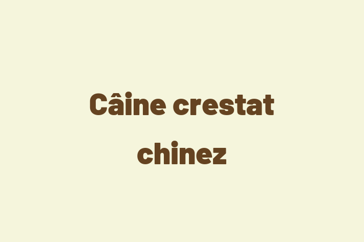 Cine crestat chinez de Vnzare in Bender