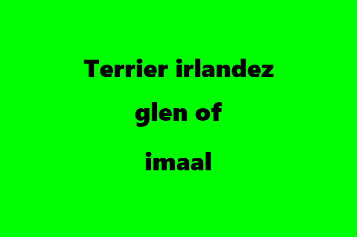 Terrier irlandez glen of imaal de Vnzare in Cimilia