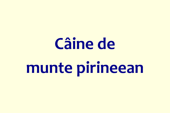 Câine de munte pirineean de 3 luni caută o casă, Preț: 2,250.00 Lei. Contactează Raluca la (060) 653 910.