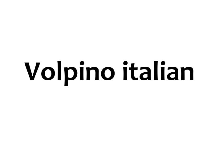 Puii noștri de Volpino italian de 1 an sunt în așteptarea unei case iubitoare! Acești câine sunt jucăuș și afectuos și gata să facă parte din familia ta.
Preț: 2,800.00 Lei. Contactează Vlad la (0269) 937777.