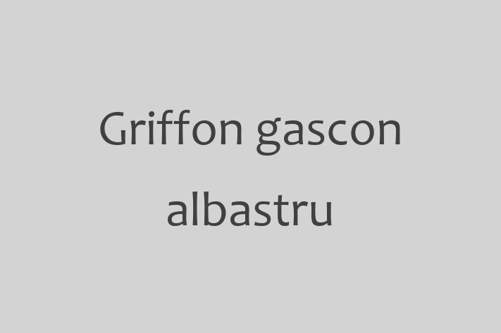 Griffon gascon albastru de Vnzare in Ungheni