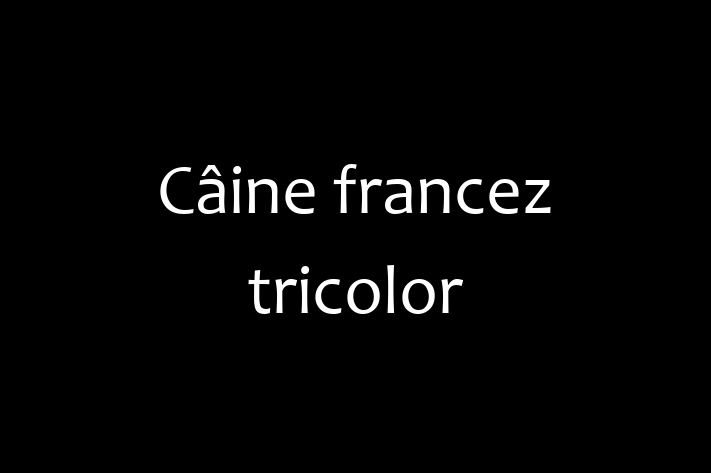 Cine francez tricolor Câine de Adopie in Anenii Noi