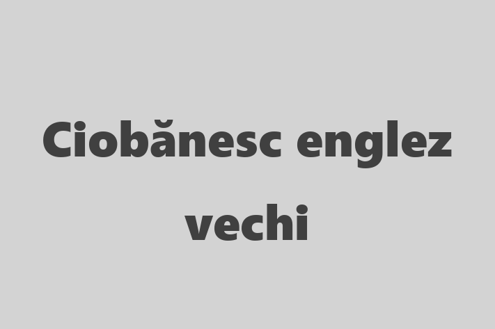 Descoper Noua Ta Ciobnesc englez vechi Câine in Clrai