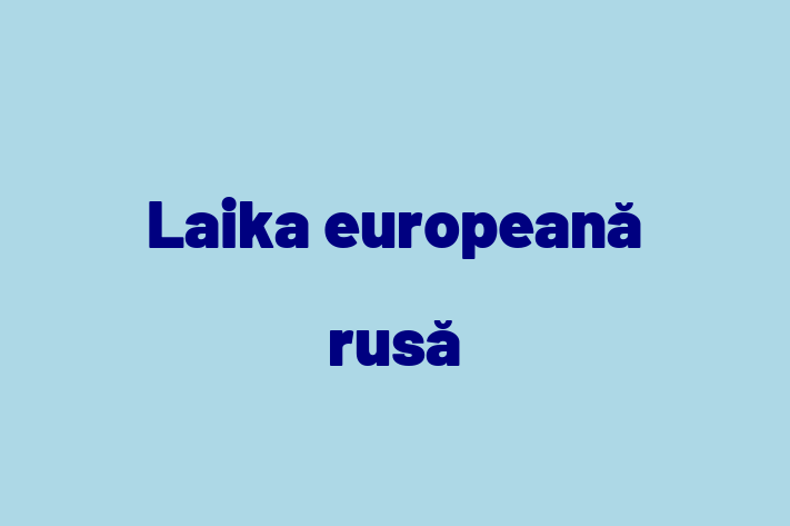 Laika european rus Câine in Glodeni Pregtit pentru o Nou Cas