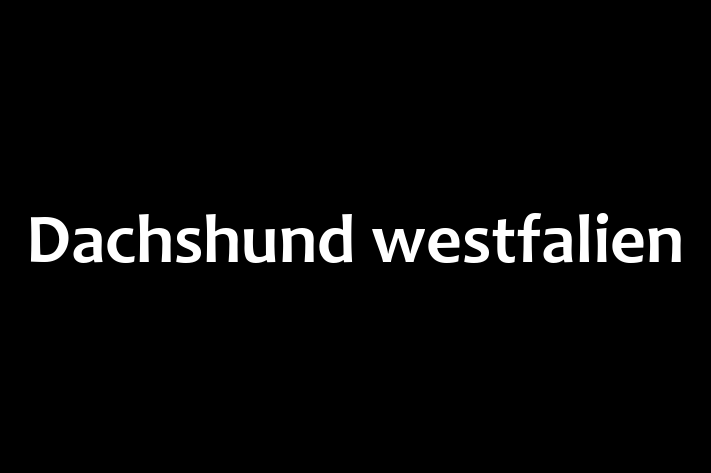 Al nostru Dachshund westfalien de 2 ani este blând și prietenos și gata pentru o casă permanentă. Vine cu dosar medical și vaccinări. Preț: 300.00 Lei.
Contactează Marius la (078) 203 572 pentru a programa o întâlnire!