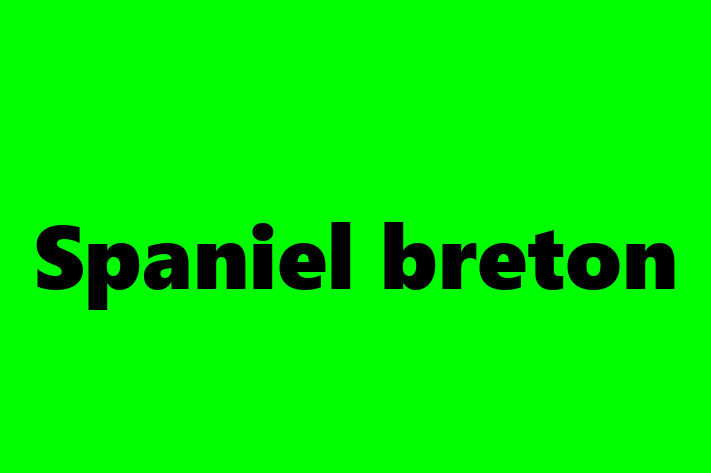 Întâlnește adorabilul nostru Spaniel breton de 1 an! blând și prietenos și la zi cu vaccinările. Preț: 2,600.00 Lei.
Contactează Stefan la (0236) 396574 pentru mai multe detalii.