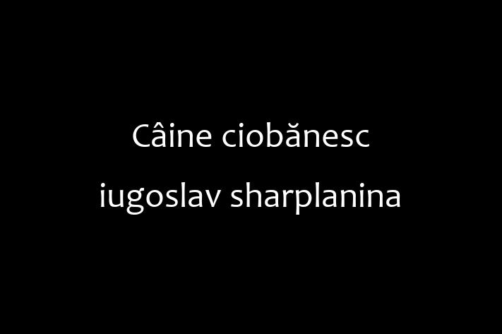 Cine ciobnesc iugoslav sharplanina Câine de Adopie in Basarabeasca