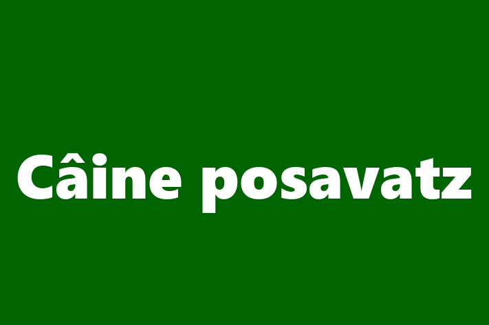 Al nostru Câine posavatz de 2 ani este energic și amuzant și gata pentru o casă permanentă. Vine cu dosar medical și vaccinări. Preț: 1,200.00 Lei.
Contactează George la (062) 573 191 pentru a programa o întâlnire!