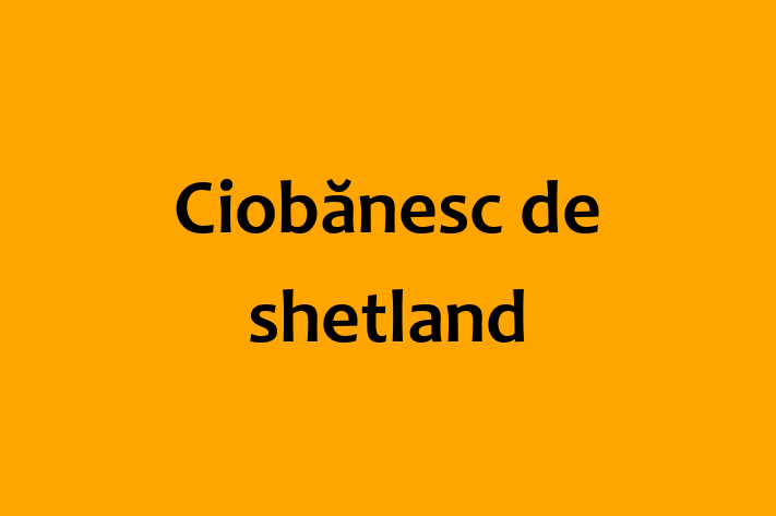 Superb Ciobnesc de shetland Câine de Vnzare in Criuleni