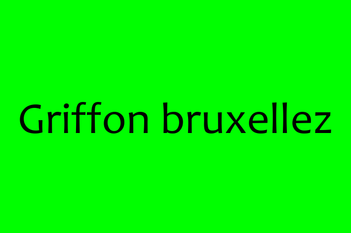 Un Nou Griffon bruxellez Câine te Ateapt in Faleti