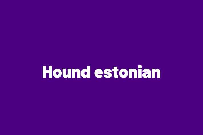 Adoptă acest Hound estonian de 1 an, un câine jucăuș și afectuos. Vaccinat și sănătos. Preț: 1,150.00 Lei.
Contactează Ileana la (021) 413522.