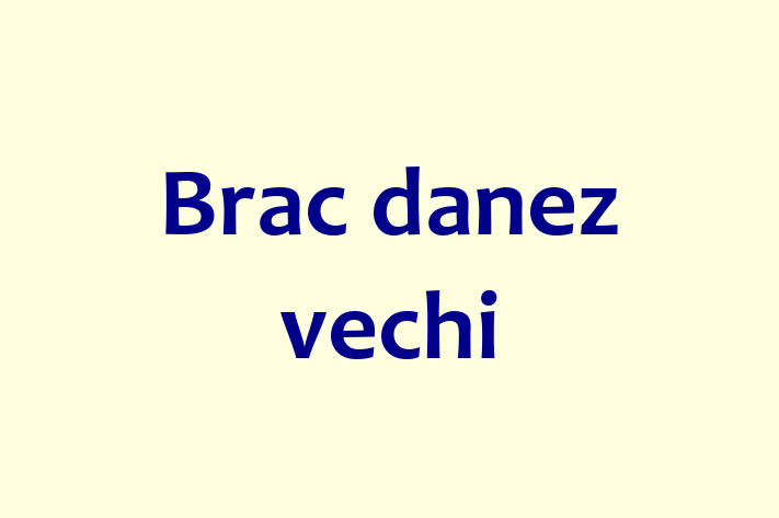 Adopta un Frumos Brac danez vechi Câine in Taraclia