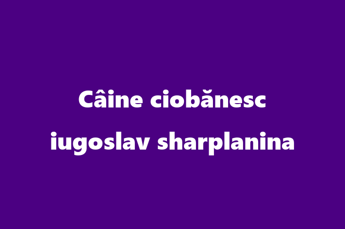 Cine ciobnesc iugoslav sharplanina Câine in Straeni Pregtit pentru o Nou Cas