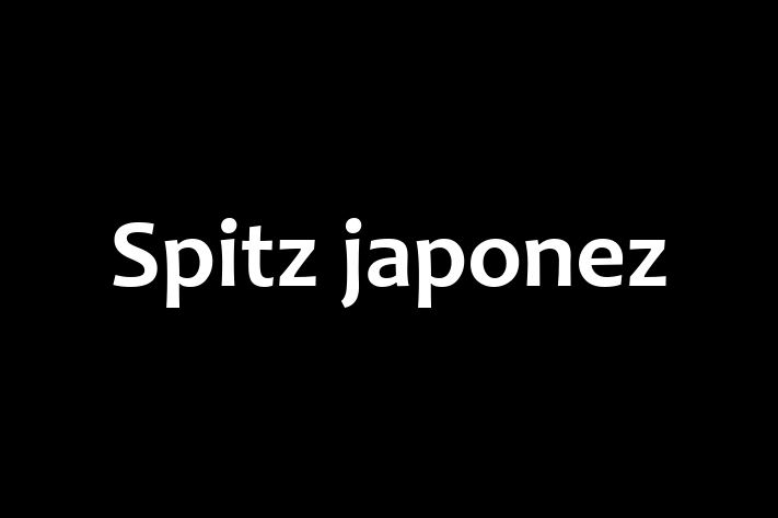 Superb Spitz japonez Câine de Vnzare in Ialoveni