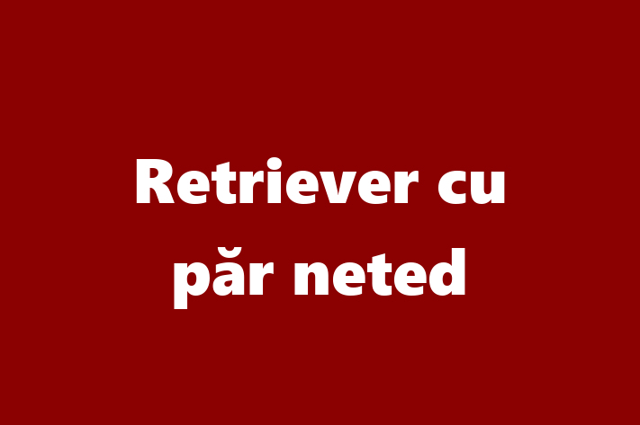 Întâlnește adorabilul nostru Retriever cu păr neted de 5 luni! calm și iubitor și la zi cu vaccinările. Preț: 1,200.00 Lei.
Contactează Lucian la (0263) 148976 pentru mai multe detalii.