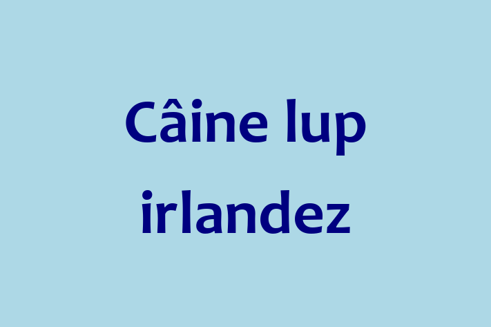 Adopta un Frumos Câine lup irlandez Câine in Rezina