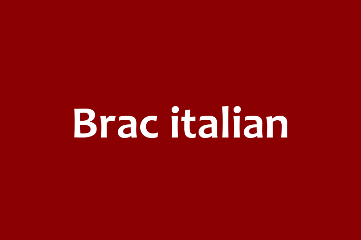 Acest Brac italian de 1 an este gata să aducă bucurie familiei tale. Sănătos, vaccinat și socializat. Nu rata această ocazie!
Preț: 1,750.00 Lei. Contactează Dragos la (067) 864 888.