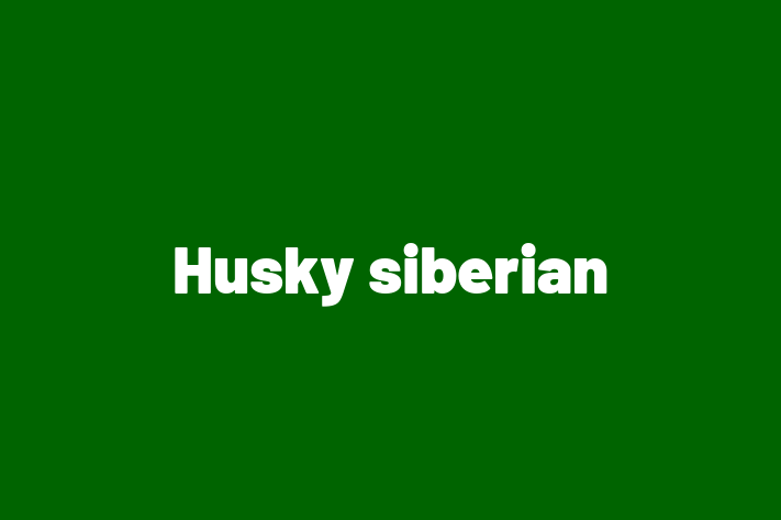 Adoptă acest Husky siberian de 1 lun! calm și iubitor, vaccinat și în așteptarea unei noi familii. Preț: 1,850.00 Lei. Contactează Lidia la (0238) 525598.