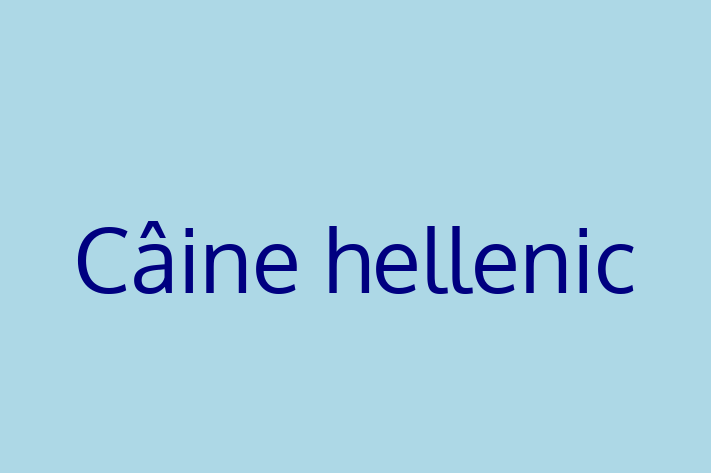 ntlnete Noua Ta Câine hellenic Câine in Teleneti