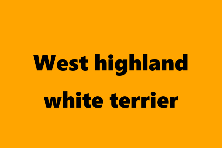 West highland white terrier Câine Disponibil Acum in Nisporeni