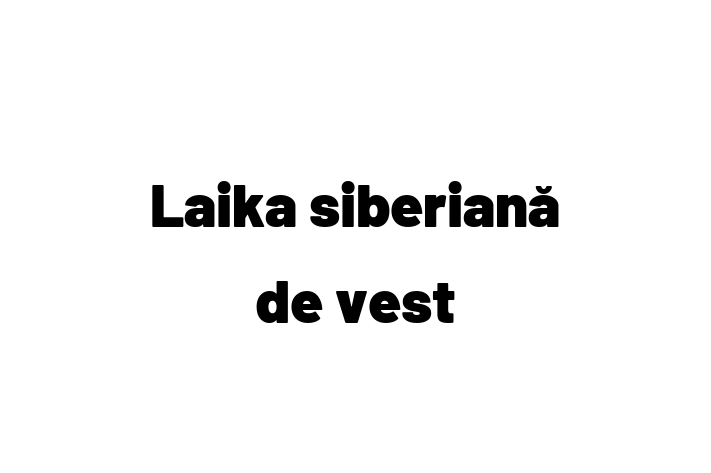 Acest Laika siberiană de vest de 1 an este jucăuș și afectuos și gata pentru o familie iubitoare. La zi cu vaccinările și gata să se alăture familiei tale.
Situat în Sîngerei, acest câine adorabil este disponibil pentru 2,800.00 Lei.
Contactează Diana la (063) 715 793 pentru mai multe informații!