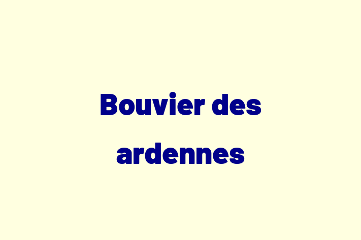 Adopta un Bouvier des ardennes Câine in Rezina