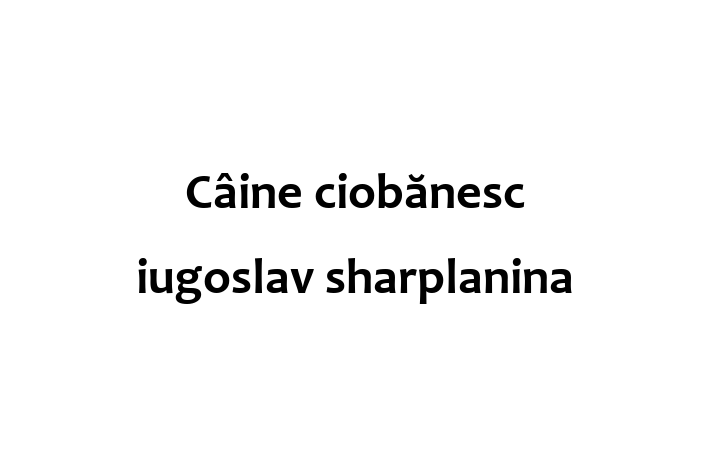 Adoptă acest Câine ciobănesc iugoslav sharplanina de 5 luni, un câine alert și activ. Vaccinat și sănătos. Preț: 1,300.00 Lei.
Contactează Simona la (063) 144 990.