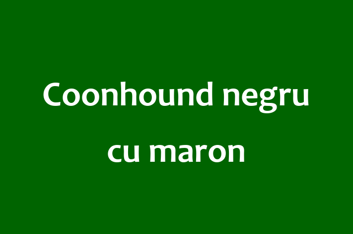 ntlnete Noua Ta Coonhound negru cu maron Câine in Leova