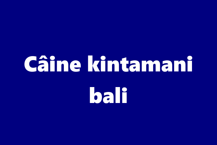 Un Nou Câine kintamani bali Câine te Ateapt in Faleti