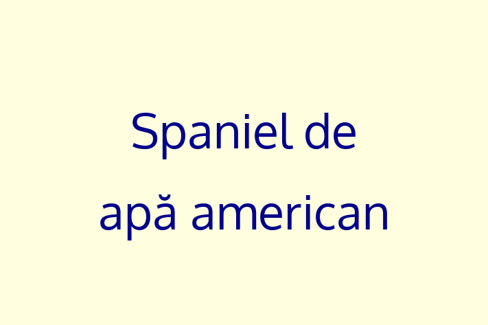 Adoptă acest Spaniel de apă american de 1 an! blând și prietenos, vaccinat și în așteptarea unei noi familii. Preț: 650.00 Lei. Contactează Mirela la (0251) 834145.