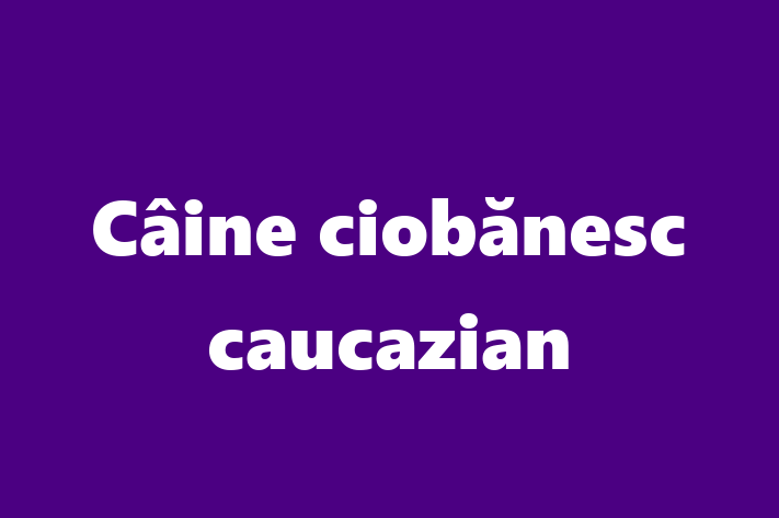 Adorabil Câine ciobnesc caucazian Câine de Vnzare in Ungheni