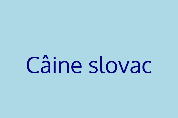 Adopta un Câine slovac Câine Fericit in Comrat