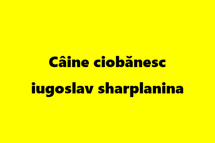 Superb Câine ciobnesc iugoslav sharplanina Câine de Vnzare in Basarabeasca