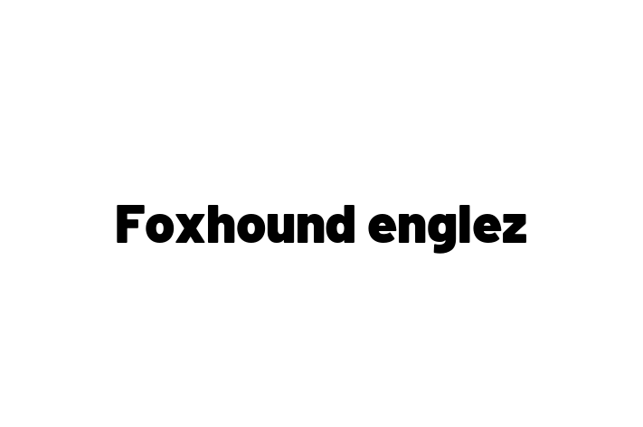 Foxhound englez Câine Pregtit pentru o Cas in Floreti