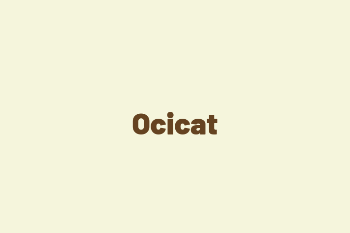 Ocicat Pisica de Adopie in Orhei