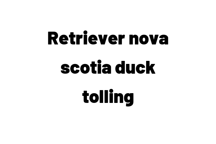 Retriever nova scotia duck tolling Câine in Bender Pregtit pentru o Nou Cas