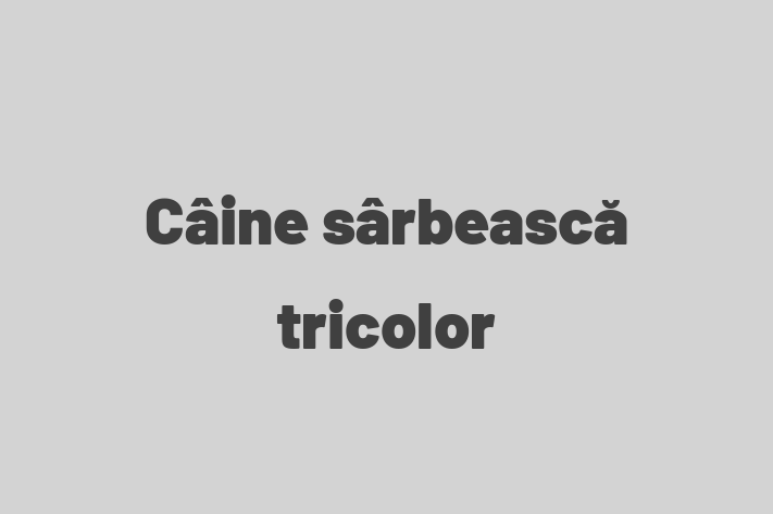 Descoper Noua Ta Câine srbeasc tricolor Câine in Taraclia