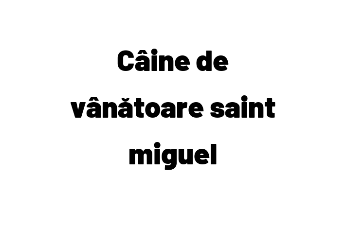 Adopta un Adorabil Câine de vntoare saint miguel Câine in Sngerei